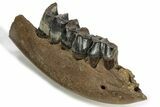 Fossil Woolly Rhino (Coelodonta) Mandible Section - Siberia #225186-5